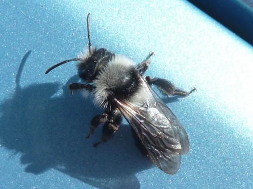 Réf. 229 472 : Andrena cineraria